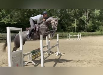 Westfale, Wallach, 5 Jahre, 167 cm, Schimmel