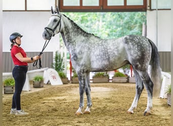 Westfale, Wallach, 5 Jahre, 167 cm, Schimmel