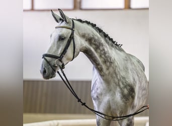 Westfale, Wallach, 5 Jahre, 167 cm, Schimmel