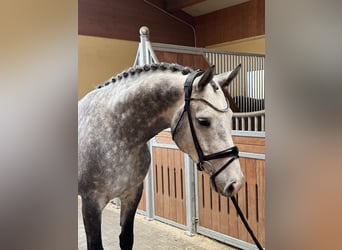 Westfale, Wallach, 5 Jahre, 167 cm, Schimmel