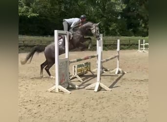 Westfale, Wallach, 5 Jahre, 167 cm
