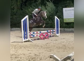Westfale, Wallach, 5 Jahre, 167 cm