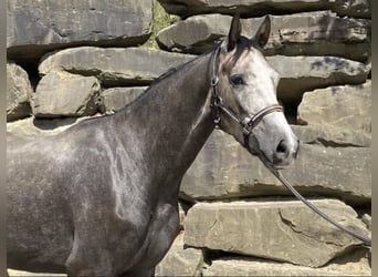 Westfale, Wallach, 5 Jahre, 167 cm
