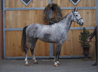 Westfale, Wallach, 5 Jahre, 168 cm, Apfelschimmel