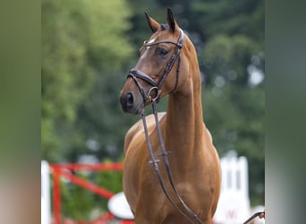 Westfale, Wallach, 5 Jahre, 168 cm, Brauner