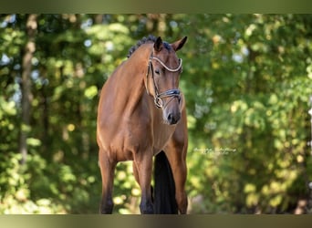 Westfale, Wallach, 5 Jahre, 168 cm, Brauner