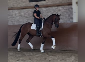 Westfale, Wallach, 5 Jahre, 168 cm, Brauner