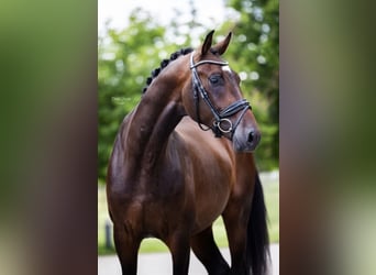 Westfale, Wallach, 5 Jahre, 168 cm, Brauner