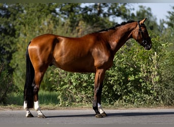 Westfale, Wallach, 5 Jahre, 168 cm, Brauner