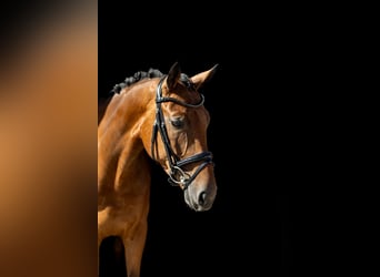 Westfale, Wallach, 5 Jahre, 168 cm, Brauner
