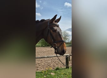Westfale, Wallach, 5 Jahre, 168 cm, Brauner