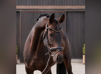 Westfale, Wallach, 5 Jahre, 168 cm, Brauner