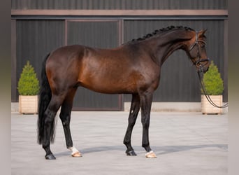 Westfale, Wallach, 5 Jahre, 168 cm, Brauner