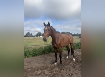Westfale, Wallach, 5 Jahre, 168 cm, Brauner