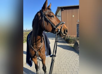 Westfale, Wallach, 5 Jahre, 168 cm, Brauner