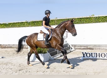 Westfale, Wallach, 5 Jahre, 168 cm, Brauner