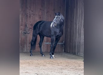 Westfale, Wallach, 5 Jahre, 168 cm, Dunkelbrauner