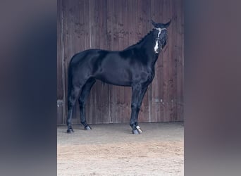 Westfale, Wallach, 5 Jahre, 168 cm, Dunkelbrauner