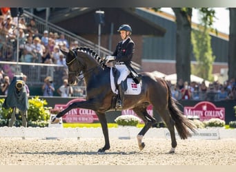 Westfale, Wallach, 5 Jahre, 168 cm, Dunkelbrauner