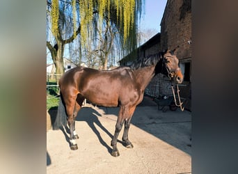 Westfale, Wallach, 5 Jahre, 168 cm, Dunkelbrauner