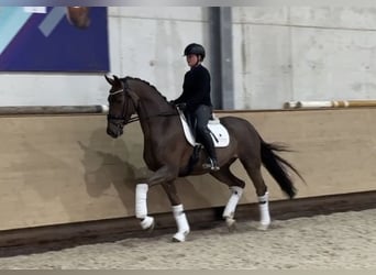 Westfale, Wallach, 5 Jahre, 168 cm, Dunkelfuchs