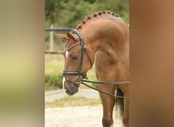 Westfale, Wallach, 5 Jahre, 168 cm, Dunkelfuchs