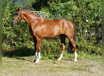 Westfale, Wallach, 5 Jahre, 168 cm, Dunkelfuchs