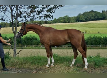 Westfale, Wallach, 5 Jahre, 168 cm, Fuchs