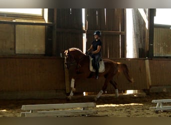 Westfale, Wallach, 5 Jahre, 168 cm, Fuchs
