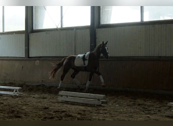 Westfale, Wallach, 5 Jahre, 168 cm, Fuchs