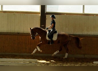 Westfale, Wallach, 5 Jahre, 168 cm, Fuchs