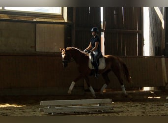 Westfale, Wallach, 5 Jahre, 168 cm, Fuchs