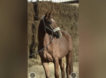 Westfale, Wallach, 5 Jahre, 168 cm, Fuchs