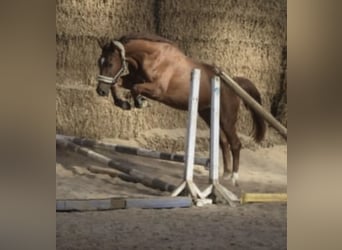 Westfale, Wallach, 5 Jahre, 168 cm, Fuchs