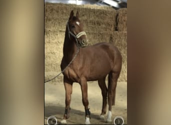 Westfale, Wallach, 5 Jahre, 168 cm, Fuchs