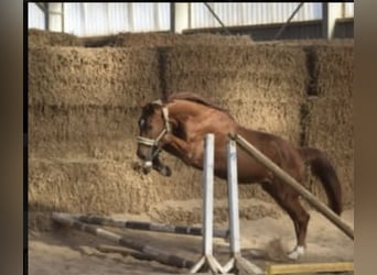 Westfale, Wallach, 5 Jahre, 168 cm, Fuchs