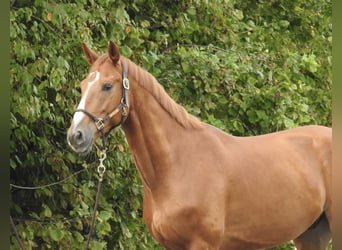 Westfale, Wallach, 5 Jahre, 168 cm, Fuchs