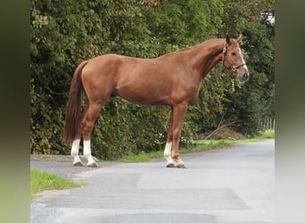 Westfale, Wallach, 5 Jahre, 168 cm, Fuchs