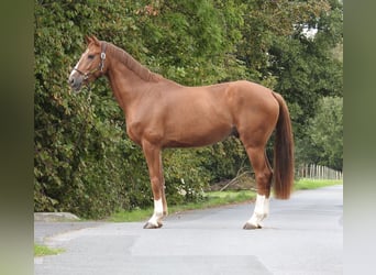 Westfale, Wallach, 5 Jahre, 168 cm, Fuchs