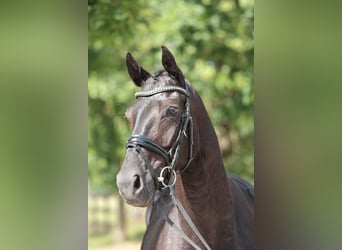 Westfale, Wallach, 5 Jahre, 168 cm, Rappe