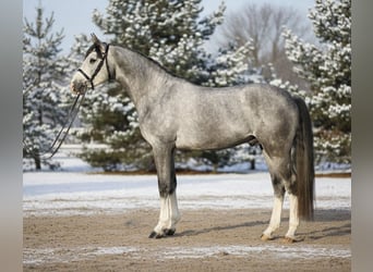 Westfale, Wallach, 5 Jahre, 168 cm, Schimmel