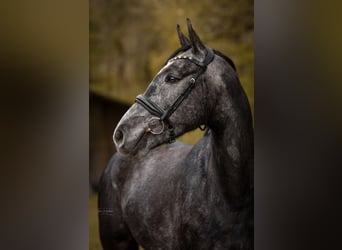 Westfale, Wallach, 5 Jahre, 168 cm, Schimmel