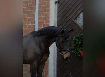 Westfale, Wallach, 5 Jahre, 168 cm, Schwarzbrauner