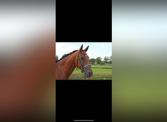 Westfale, Wallach, 5 Jahre, 169 cm, Brauner