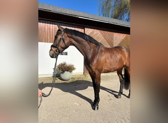 Westfale, Wallach, 5 Jahre, 169 cm, Brauner