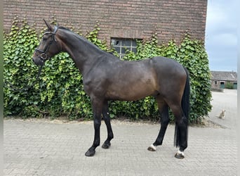 Westfale, Wallach, 5 Jahre, 169 cm, Brauner