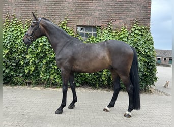 Westfale, Wallach, 5 Jahre, 169 cm, Brauner