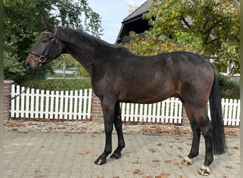 Westfale, Wallach, 5 Jahre, 169 cm, Brauner