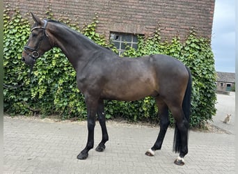Westfale, Wallach, 5 Jahre, 169 cm, Brauner