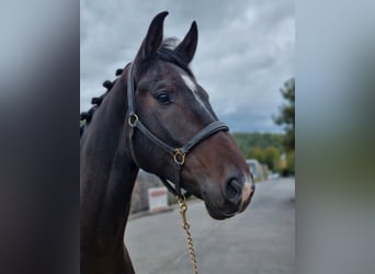 Westfale, Wallach, 5 Jahre, 169 cm, Dunkelbrauner